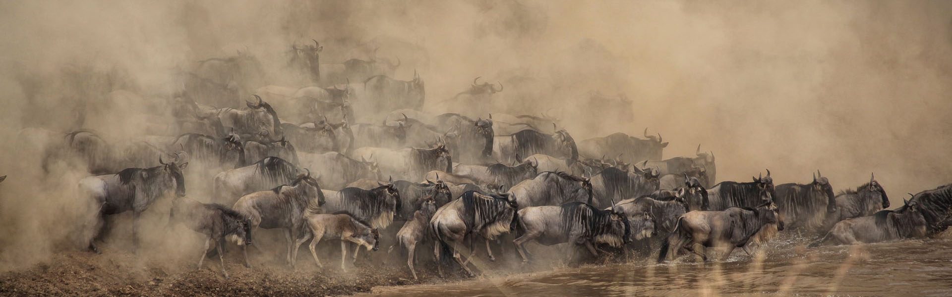 Stunning scene from the 6 Days Ndutu Migration Safari in the Serengeti, Tanzania, with wildebeests and zebras