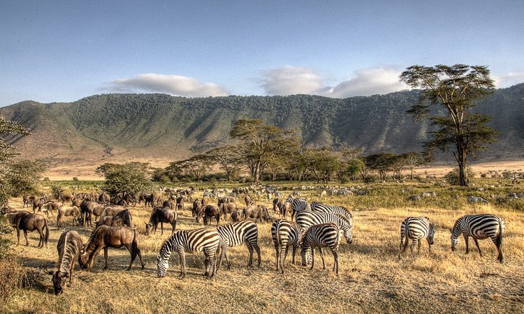 Animals Grazing in the Ngorongoro Craters Zebras in Ngorongoro crater