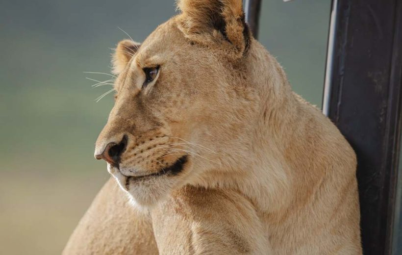 3 Days Best Luxury Safari in Tanzania