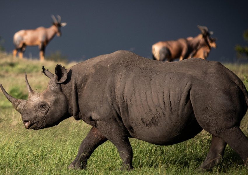 Tanzania camping safari
