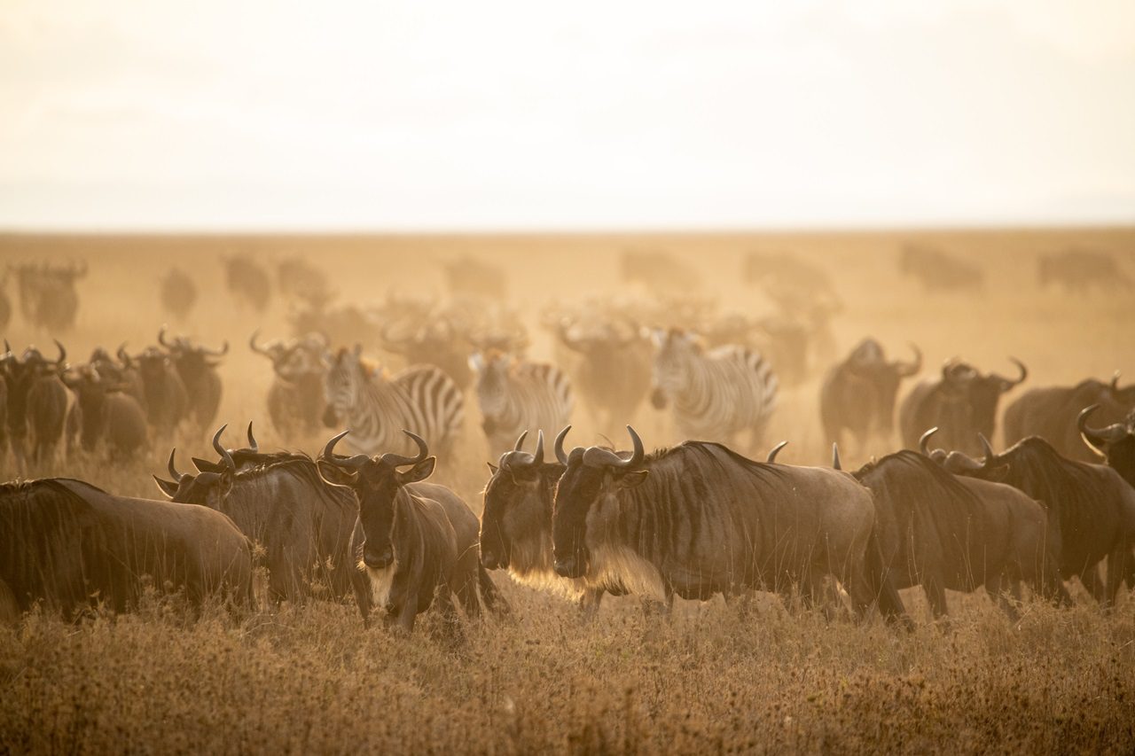 Serengeti Game Drive