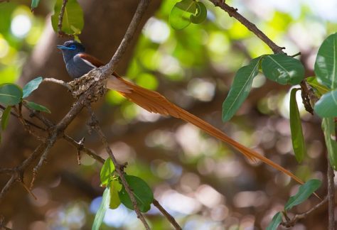 The African Paradise Flycatcher (Terpsiphone viridis) is one of the most enchanting birds found in Tanzania and across sub-Saharan Africa. Renowned for its elegant appearance, the male is particularly striking, with a long, flowing tail and vibrant plumage that varies from chestnut to white, depending on the region. Females and juveniles are less dramatic but equally beautiful, with shorter tails and warm chestnut tones