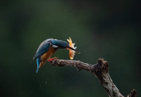 The Grey-Headed Kingfisher (Halcyon leucocephala) is a small but striking bird commonly found in the woodlands, forests, and savannahs of Tanzania. This kingfisher has a distinctive appearance, with a bright blue body, a contrasting white head, and a sharp, orange-red bill. Its vibrant colors and relatively small size make it a beautiful sight for birdwatchers.