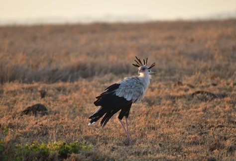 The Secretary Bird (Sagittarius serpentarius) is a striking and unique bird of prey native to the savannahs and open grasslands of Tanzania. Known for its long, slender legs and distinctive appearance, the Secretary Bird stands out with its sharp, angular head, and a crest of feathers resembling a quill pen tucked behind its ears — a feature that inspired its name. Its body is long and graceful, with a predominantly gray and white plumage and a black tail.