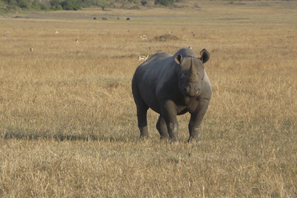 A rhinoceros walking through the savannah, part of the Big Five animals in Tanzania and a rare sight in the wild.