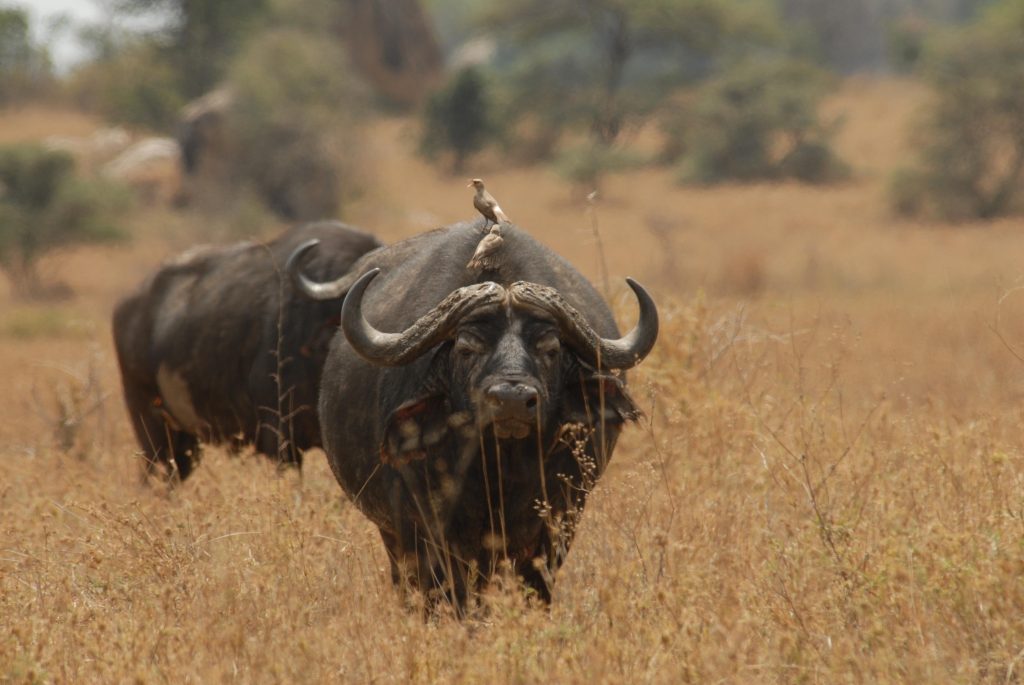 A majestic African buffalo standing in the savannah, part of the Big Five animals in Tanzania.