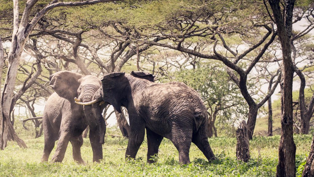 Two elephants fighting near Dunia Camp, displaying strength and dominance in the wild – part of the Big Five animals in Tanzania.