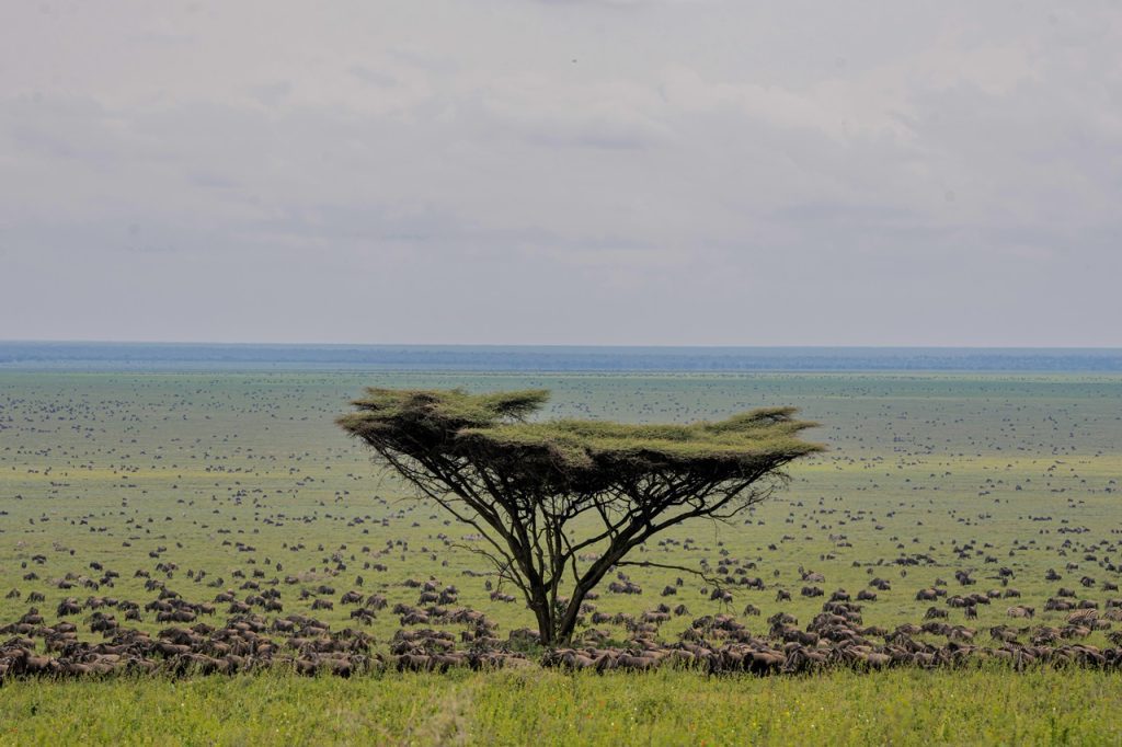 Aerial view of wildebeest migration across the plains of the Serengeti, showcasing the breathtaking spectacle of nature. Book your Safari Tours to witness this incredible wildlife event up close