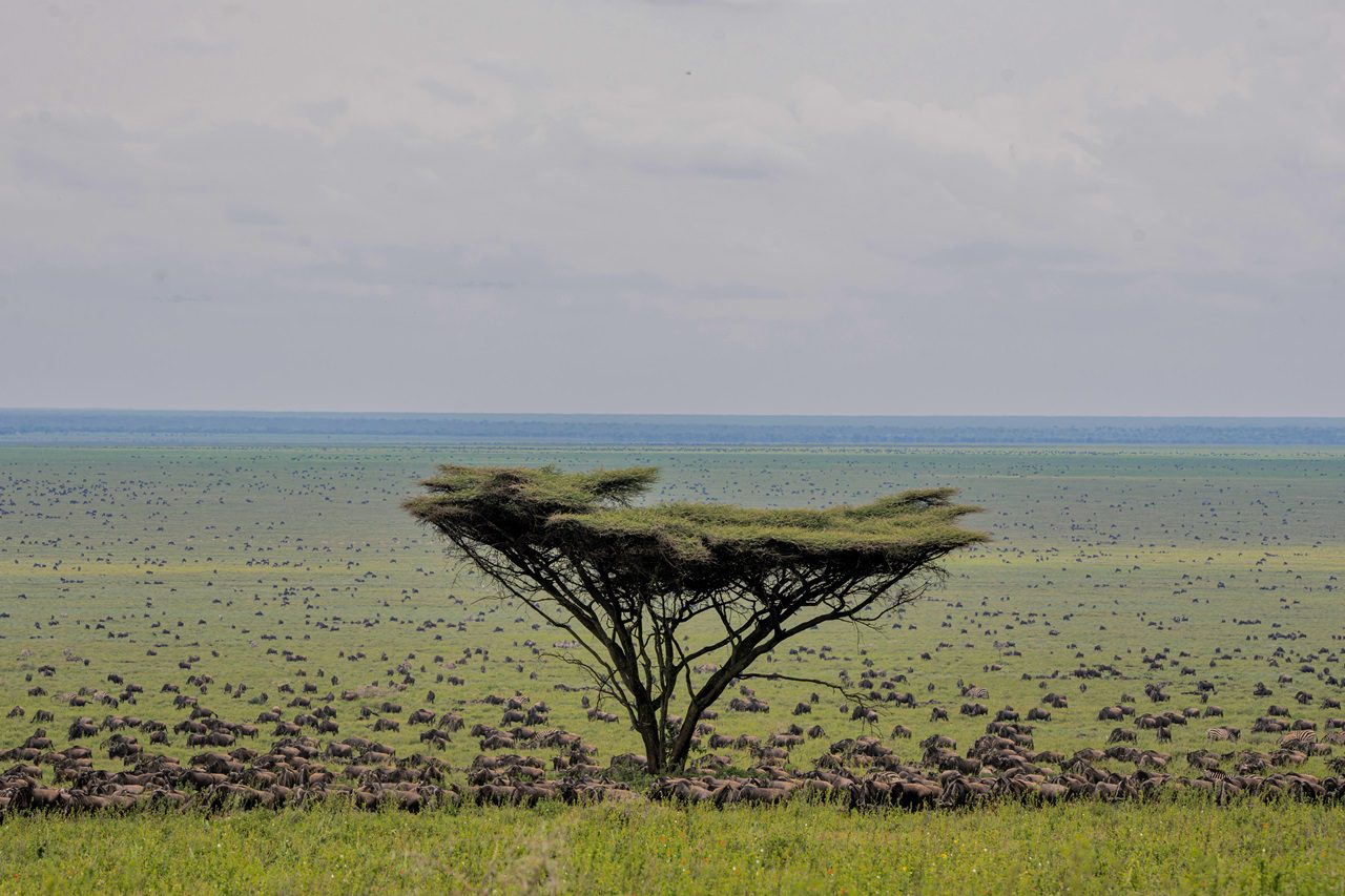 Aerial view of wildebeest migration across the plains of the Serengeti, showcasing the breathtaking spectacle of nature. Book your Safari Tours to witness this incredible wildlife event up close