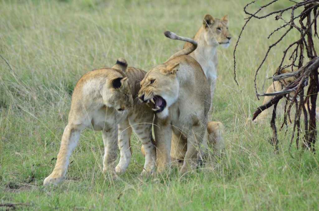 Two female lions resting in the wild – part of the Big Five animals in Tanzania, spotted in the Serengeti.