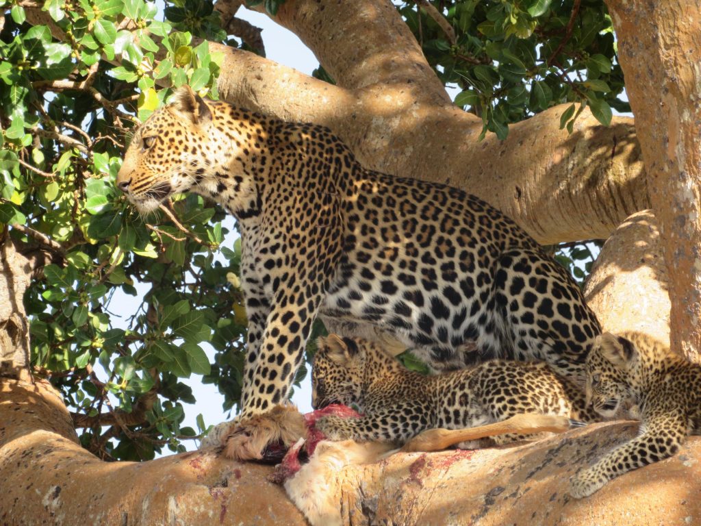 A leopard resting on a tree branch, showcasing its stealth and power – part of the Big Five animals in Tanzania.