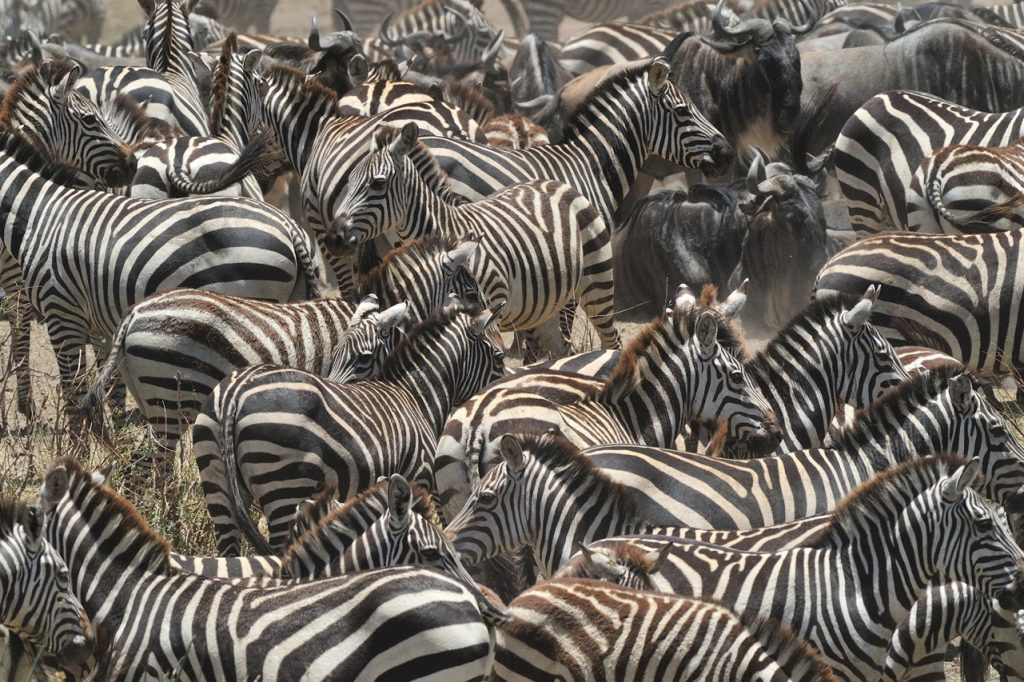 A herd of zebras grazing in the Ndutu plains of Tanzania, surrounded by stunning savannah landscapes.