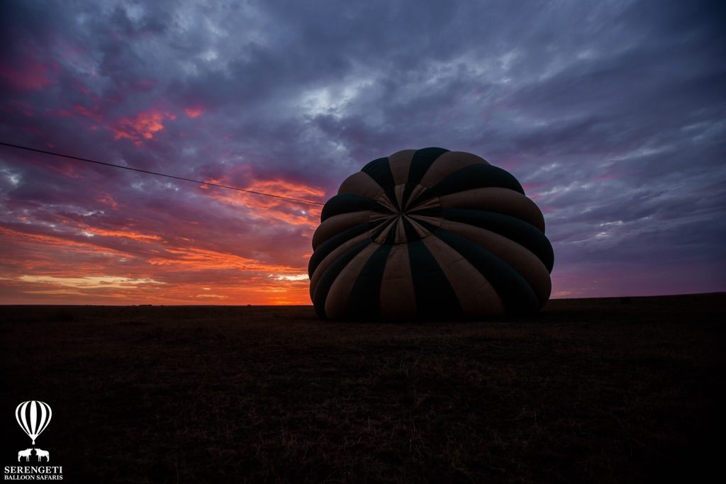 Serengeti Balloon Safari being prepared for takeoff at sunrise.
