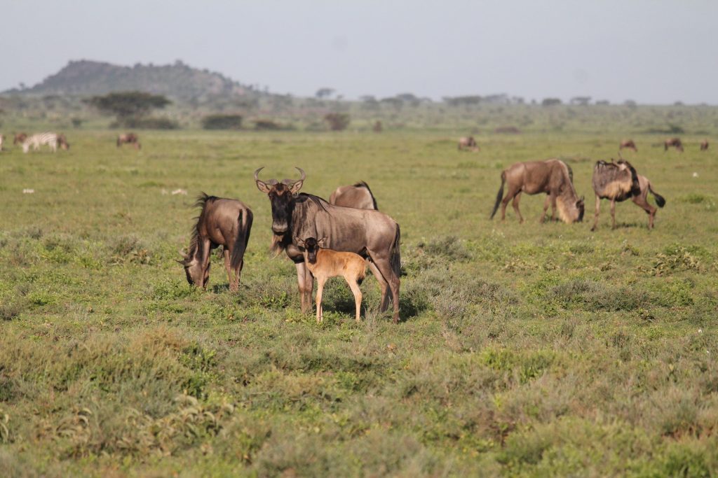 A wildebeest mother with her newborn calf in the Ndutu plains, Tanzania, during the calving season of the Great Wildebeest Migration.