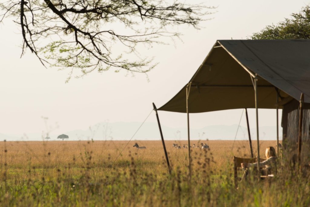 A group of zebras grazing near Serengeti Safari Camp South, surrounded by the expansive plains of the Serengeti