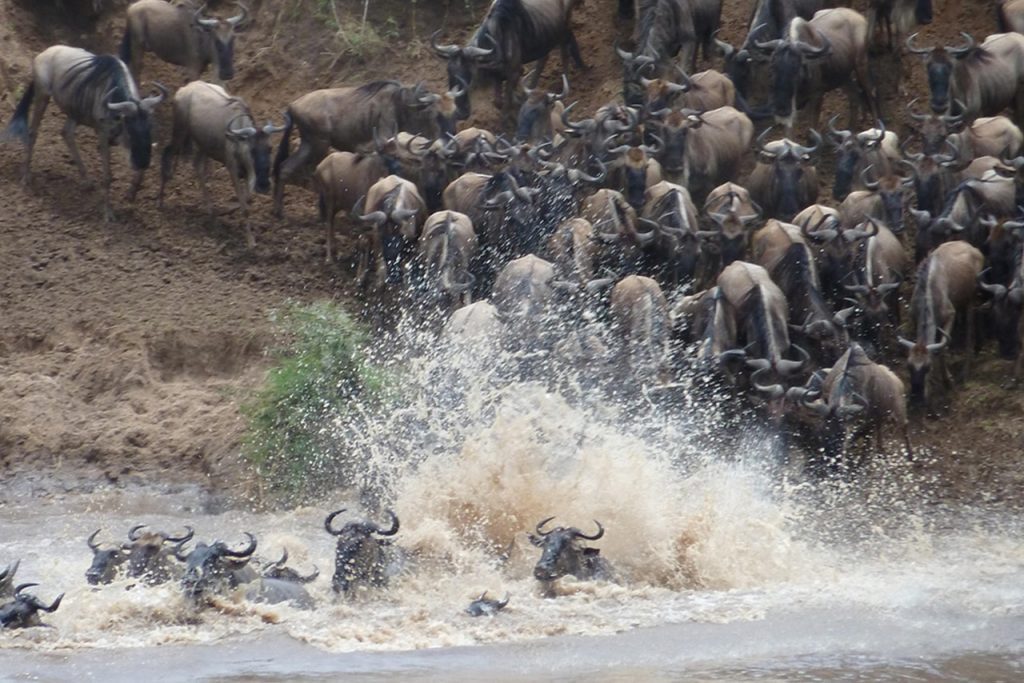 Wildebeests crossing river during Tanzania Tours