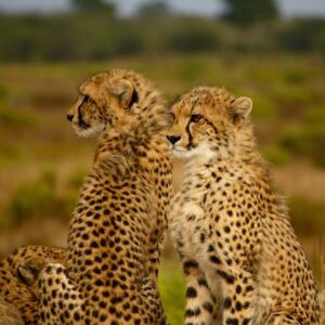 4 Days Tanzania Safari