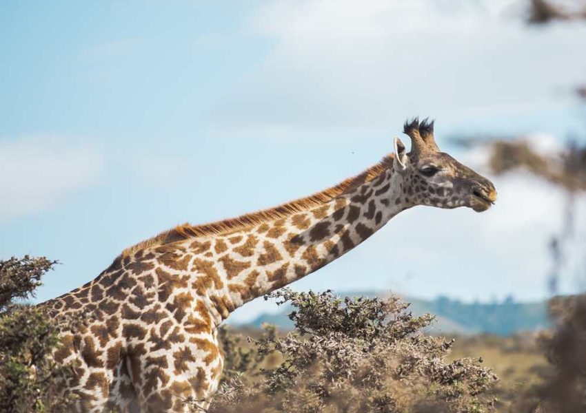 7-days-northern-tanzania-safari