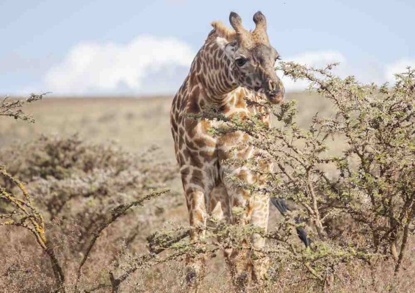 tanzania-holiday-tour