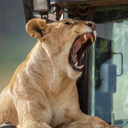 A majestic lion roaring next to a safari vehicle during a 4 Days Tanzania Safaris adventure with Nihapa Tours in Tarangire National Park.