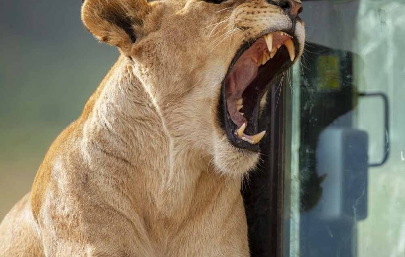 4 Days Tanzania Safaris