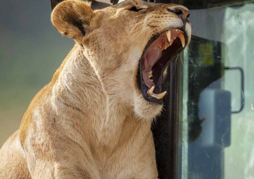 A majestic lion roaring next to a safari vehicle during a 4 Days Tanzania Safaris adventure with Nihapa Tours in Tarangire National Park.