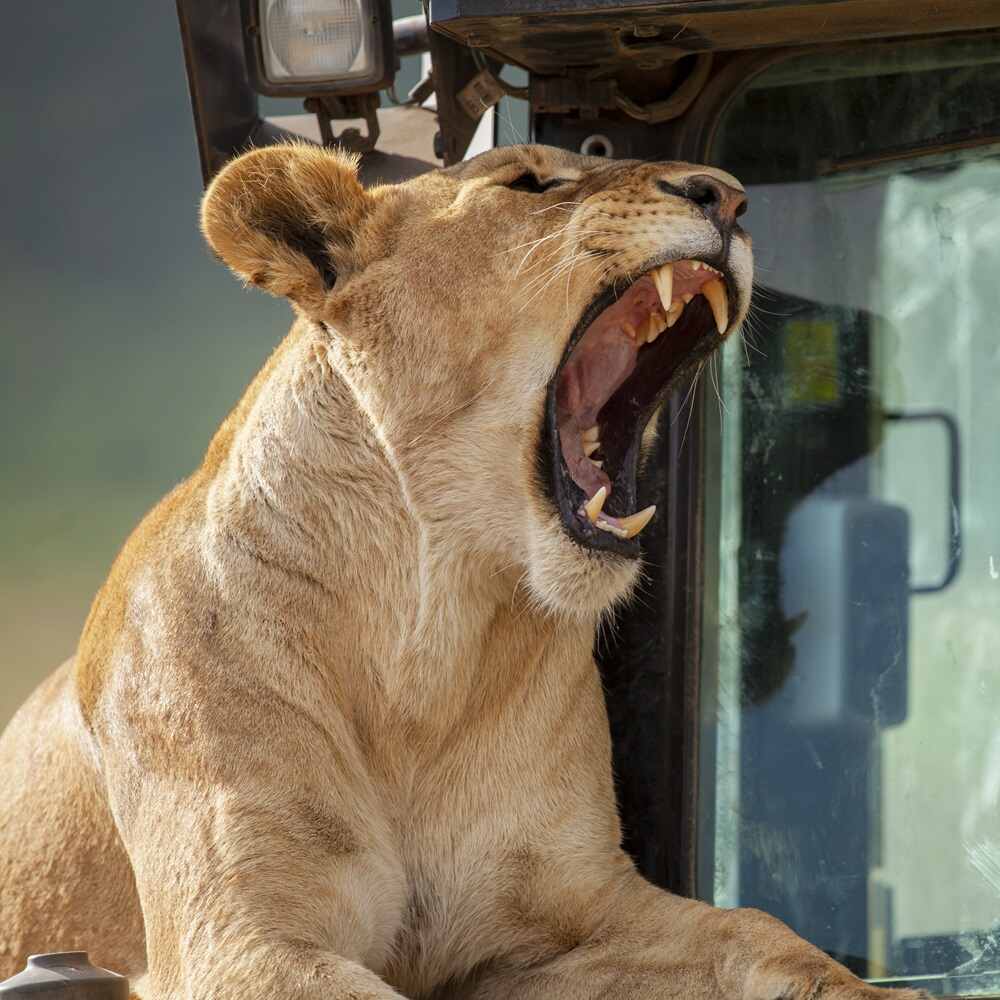 A majestic lion roaring next to a safari vehicle during a 4 Days Tanzania Safaris adventure with Nihapa Tours in Tarangire National Park.