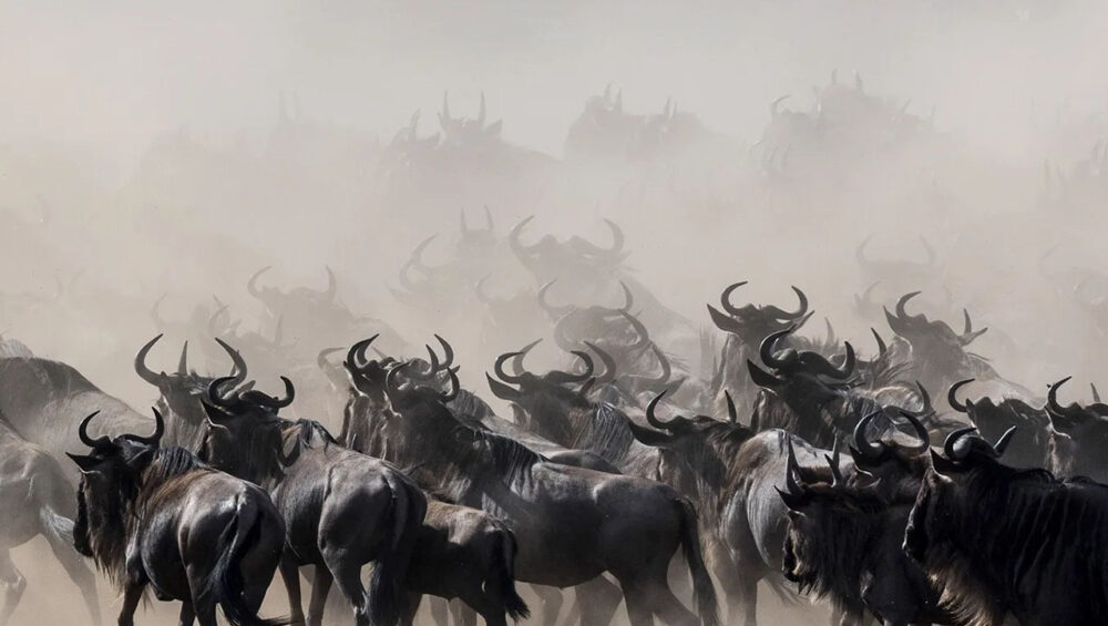 wildebeest Serengeti