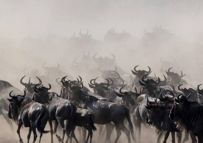 wildebeest Serengeti