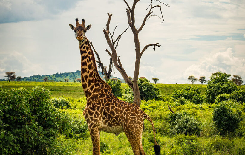 Arusha National Park Day Tour