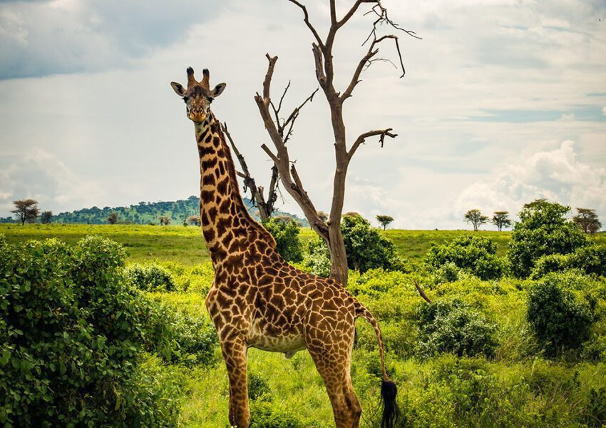 Giraffes grazing During a Day Trip to Arusha National Park in Tanzania