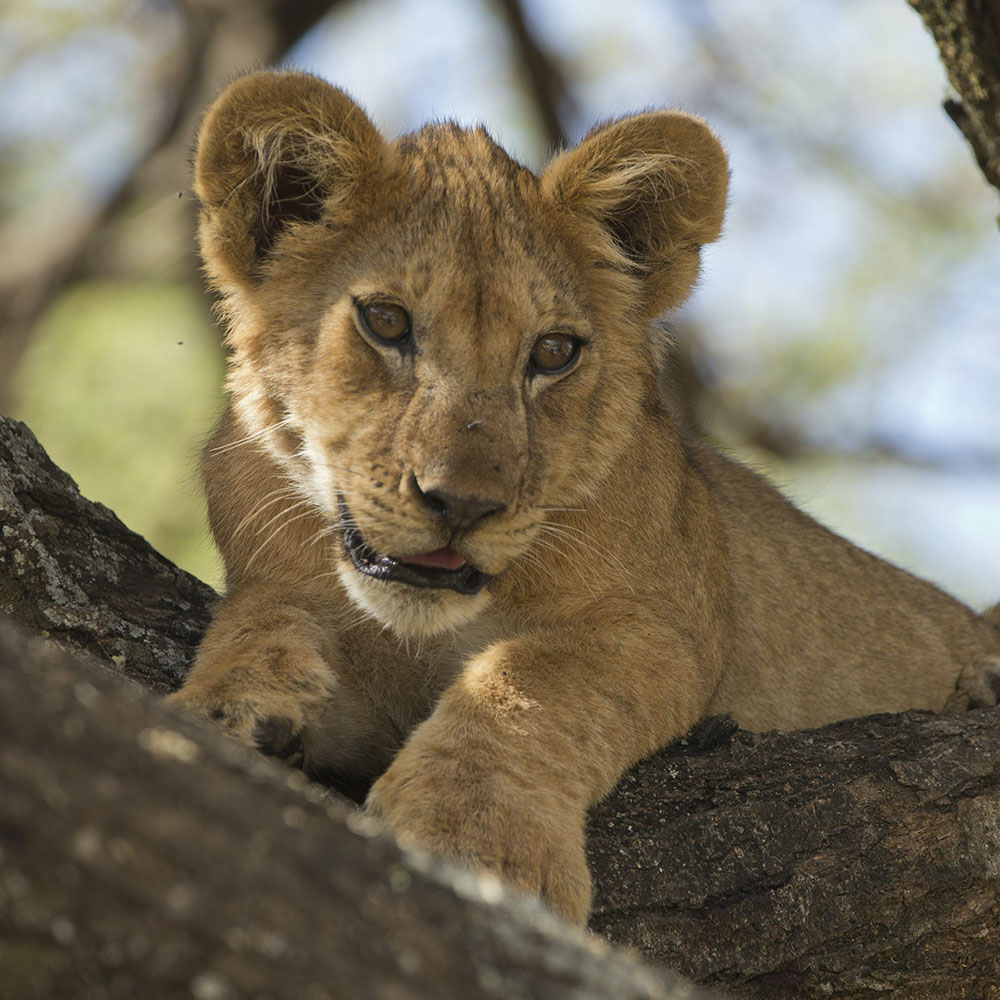 Ngorongoro