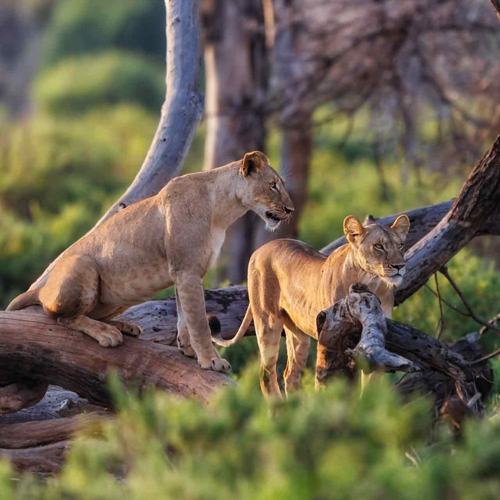 Lake Manyara Safari