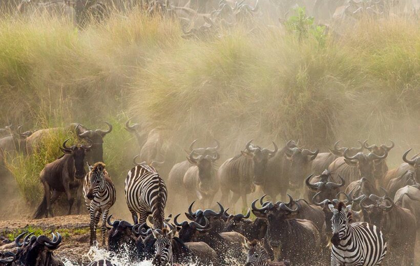 8-Day Great Migration River Crossing Safari Adventure