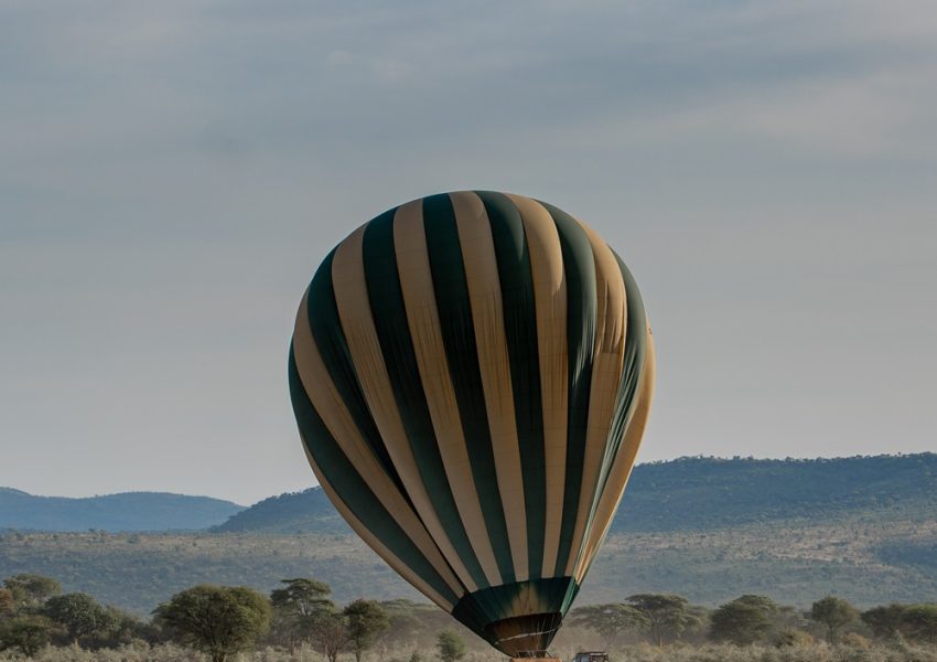 A majestic lion rests on the savannah during a 4-Days Fly-in Fly-out Adventure, with a colorful hot air balloon preparing for takeoff and a scenic backdrop of acacia trees and distant hills.