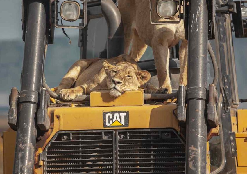 Tanzania Safari Tours