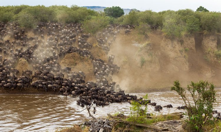 5 Days Group Joining Migration Season Safari