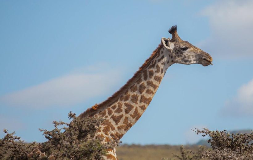 Arusha National park