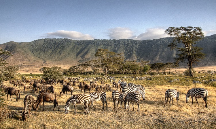 Zebras in Ngorongoro crater