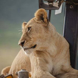 3 Days Best Luxury Safari in Tanzania