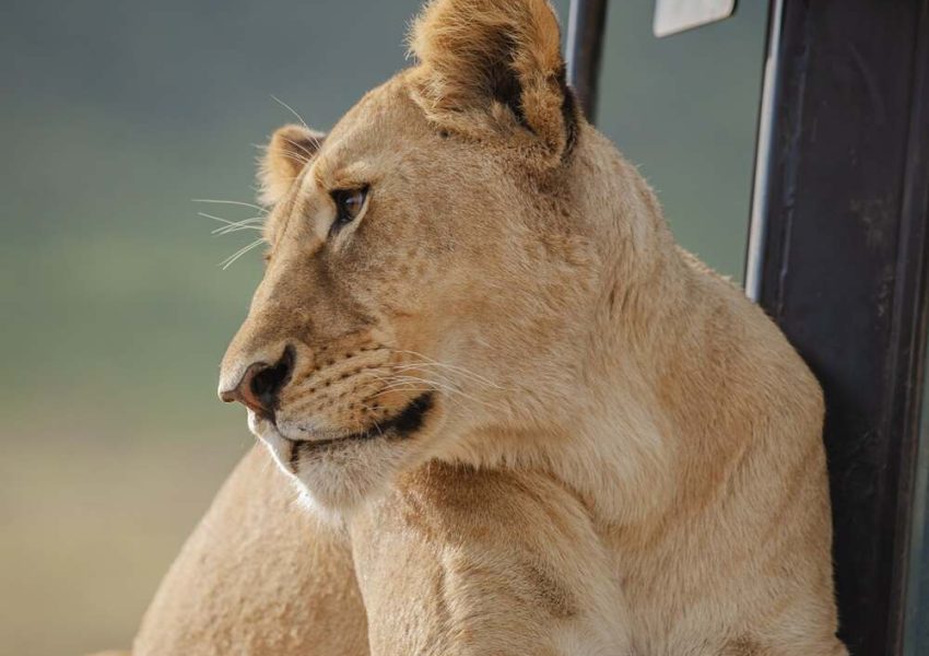 3-days-tanzania-safari