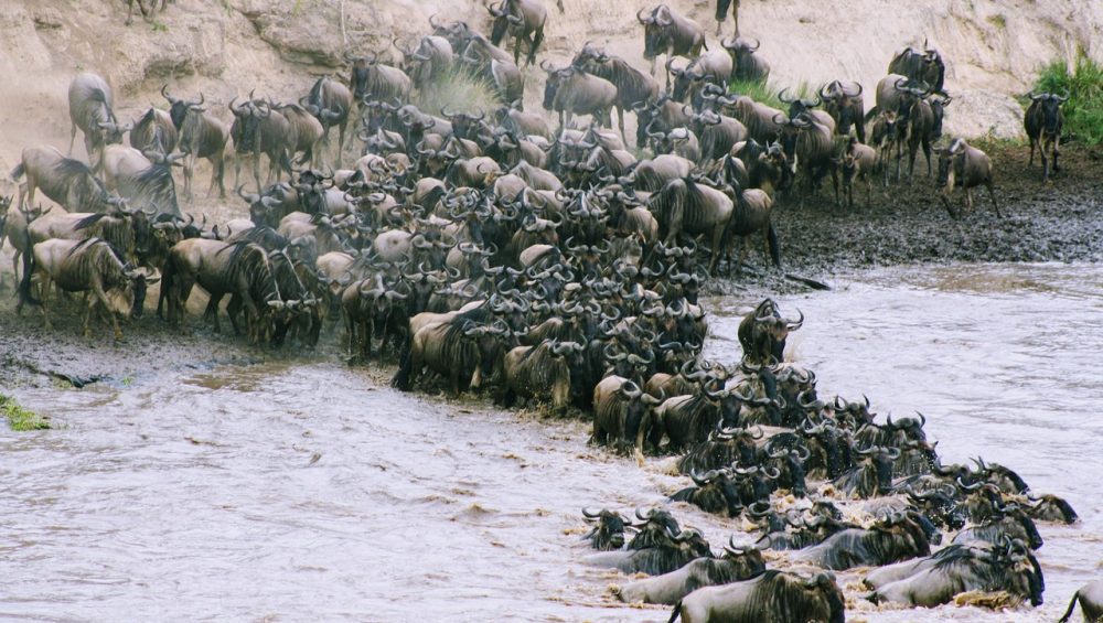 wildebeest-migration