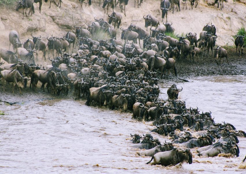 wildebeest-migration