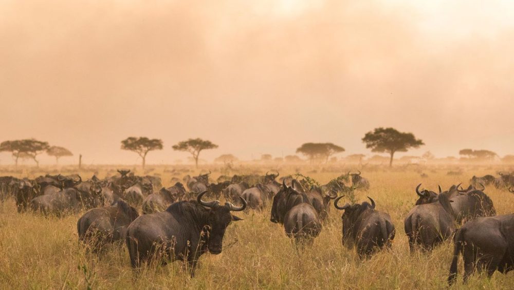 A stunning view of wildebeest during the Great Migration in Serengeti National Park, illustrating the best time to visit Tanzania for wildlife enthusiasts