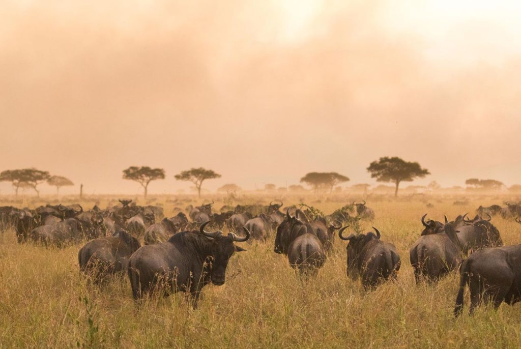 A stunning view of wildebeest during the Great Migration in Serengeti National Park, illustrating the best time to visit Tanzania for wildlife enthusiasts