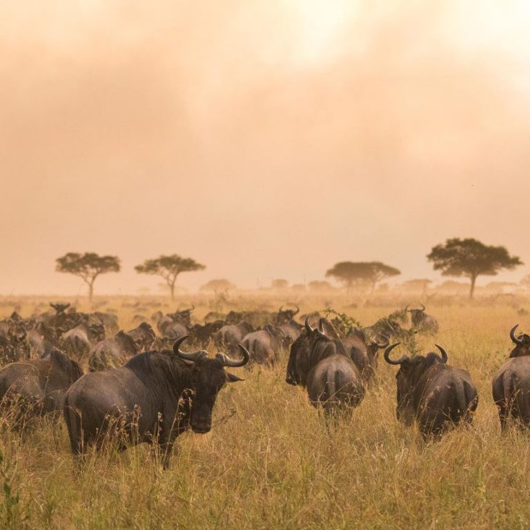 A stunning view of wildebeest during the Great Migration in Serengeti National Park, illustrating the best time to visit Tanzania for wildlife enthusiasts