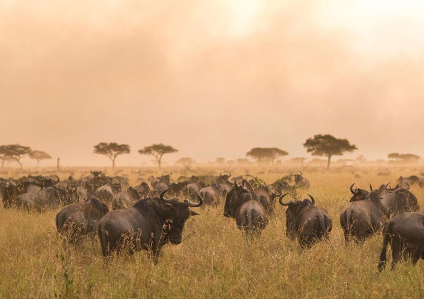 A stunning view of wildebeest during the Great Migration in Serengeti National Park, illustrating the best time to visit Tanzania for wildlife enthusiasts