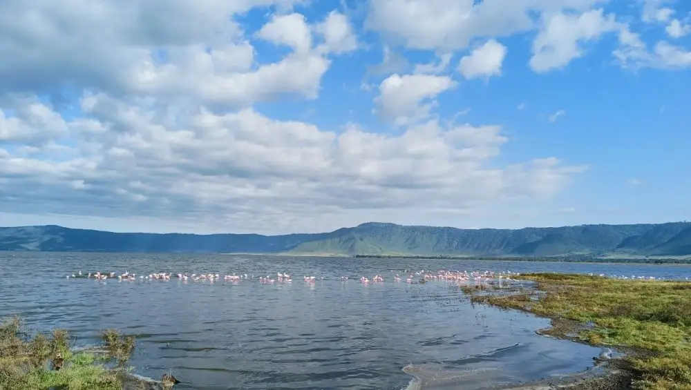 Flamingos gracefully wading in the Ngorongoro Crater lake at sunrise – a serene moment to inspire your journey. Learn how to book a Tanzania safari to witness this breathtaking scene.