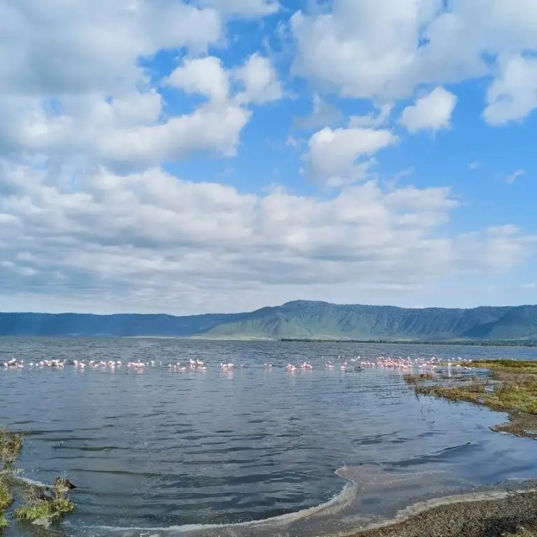 Flamingos gracefully wading in the Ngorongoro Crater lake at sunrise – a serene moment to inspire your journey. Learn how to book a Tanzania safari to witness this breathtaking scene.