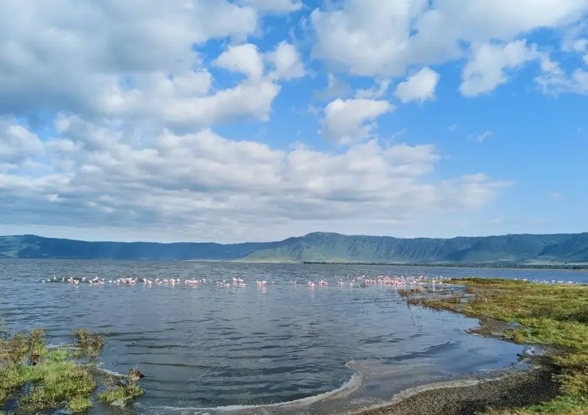 Flamingos gracefully wading in the Ngorongoro Crater lake at sunrise – a serene moment to inspire your journey. Learn how to book a Tanzania safari to witness this breathtaking scene.